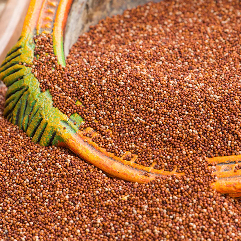 Finger Millet (Ragi) 