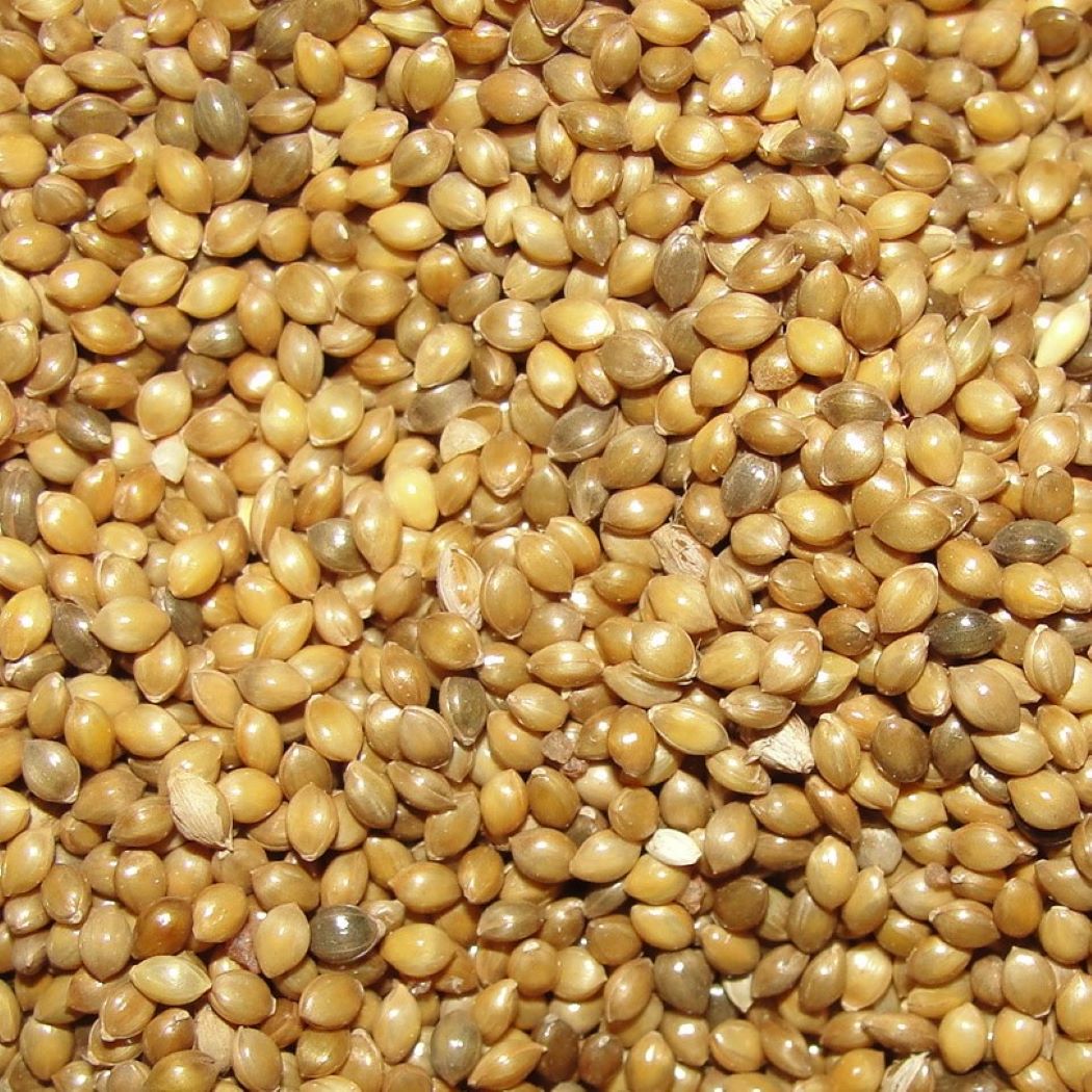 Little Millet (Kutki/Shavan)