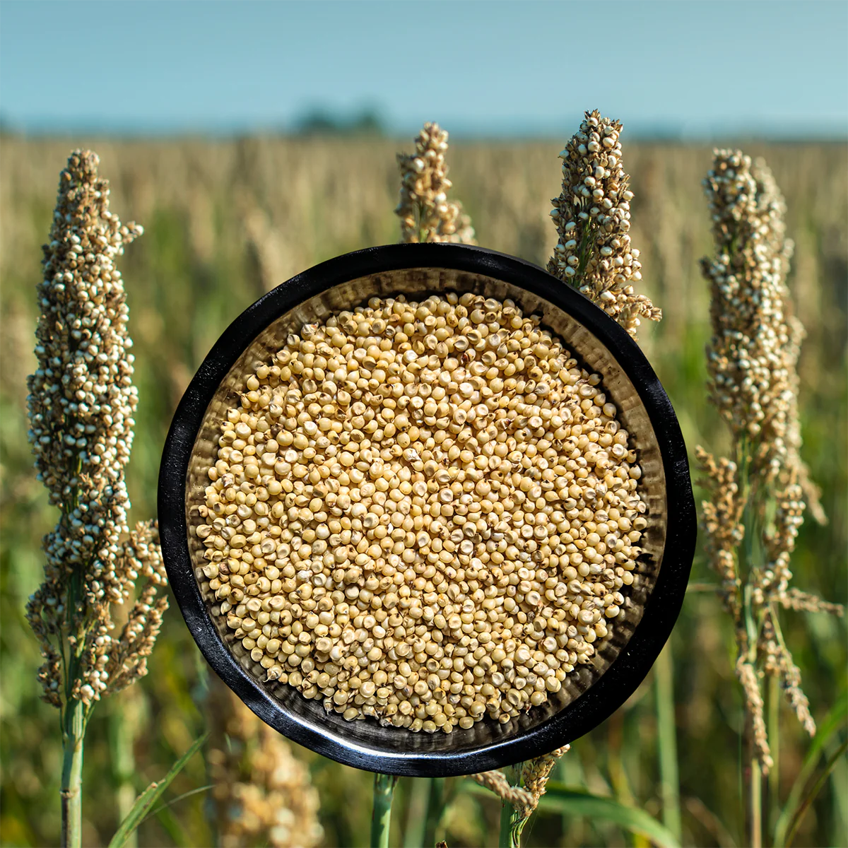 Sorghum (Jowar)