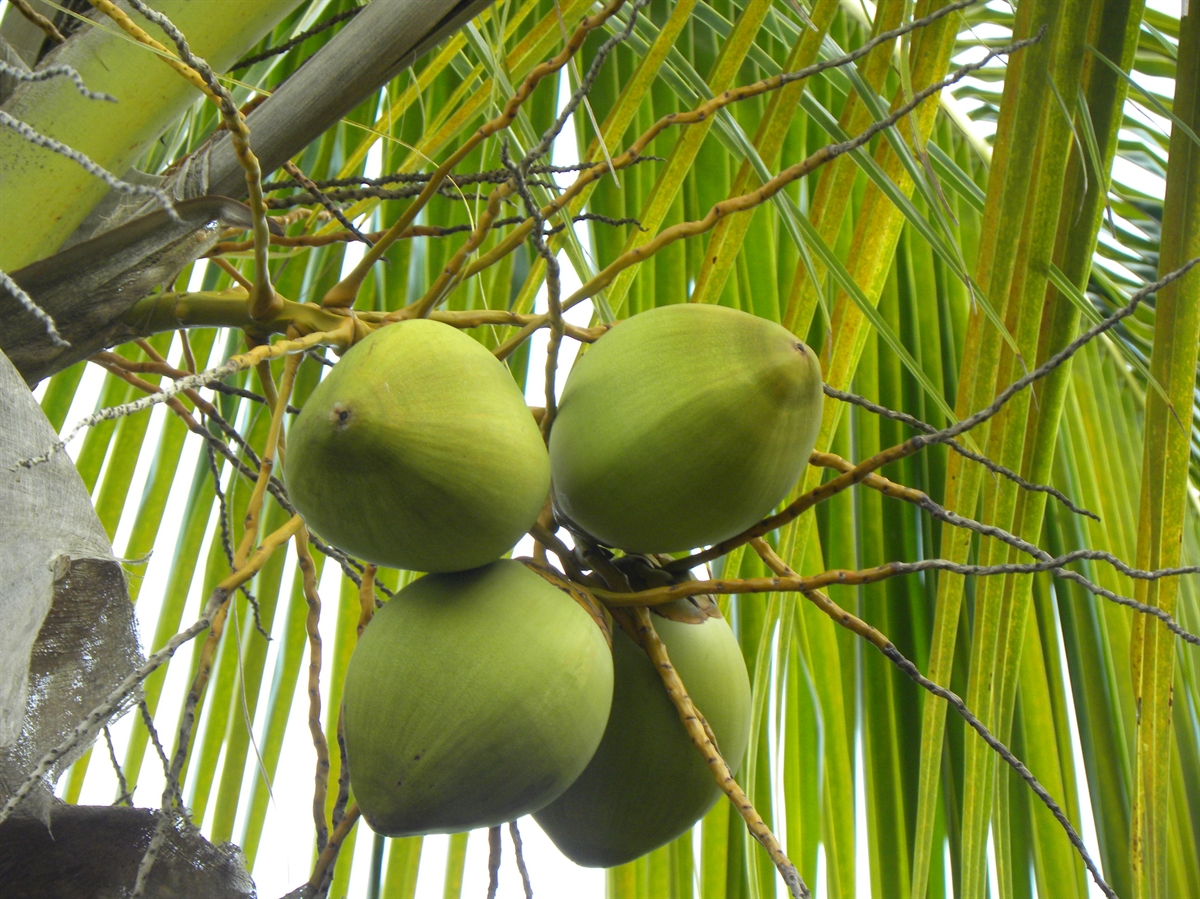 Coconut