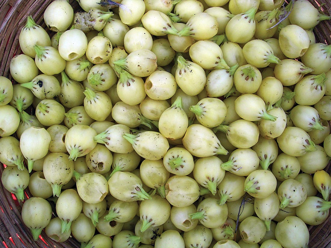 Mahua Flower